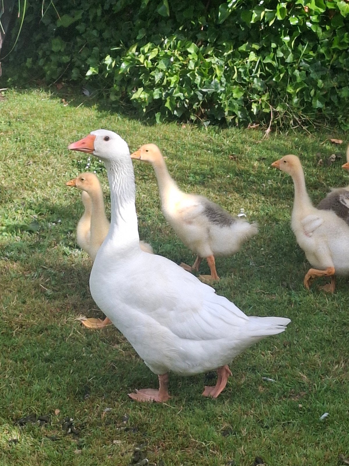 Ganzen, Dieren en Toebehoren, Pluimvee, Meerdere dieren, Gans of Zwaan