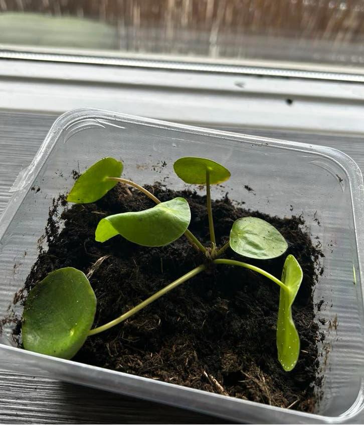 2 gewortelde stekjes van de pannenkoekenplant, Ophalen, Overige soorten, Halfschaduw, Minder dan 100 cm