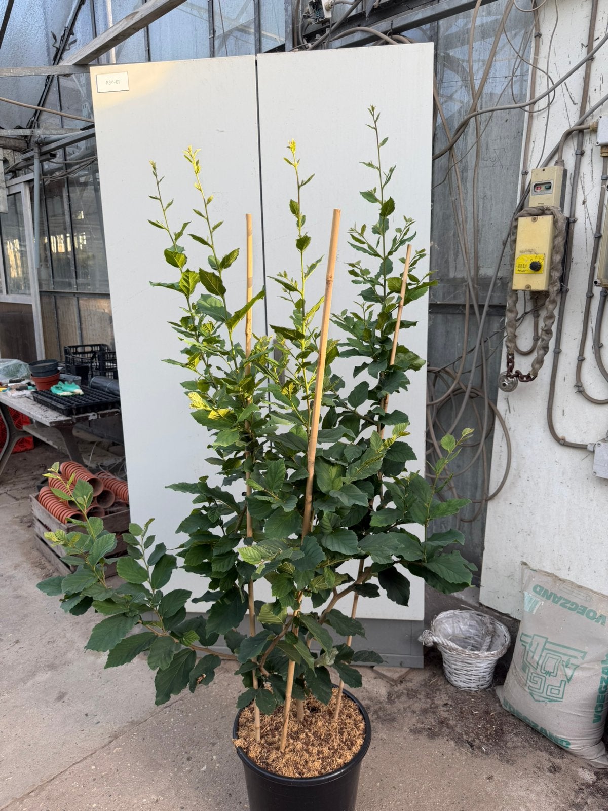 Parrotia persica meerstammig - perzisch ijzerhout, Ophalen, Volle zon, Overige soorten, Minder dan 100 cm