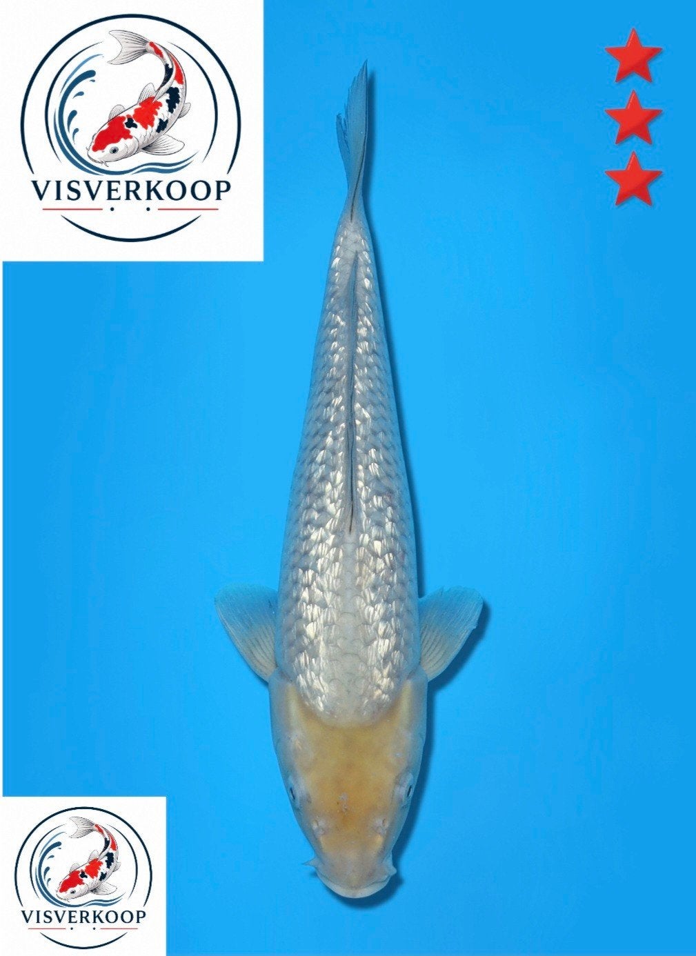 Koi Ginrin Soragoi., Karper of Koi
