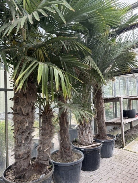 trachycarpus winterharde palm stam 30-40 cm hoog in pot, Ophalen, Bloeit niet, Overige soorten, Volle zon
