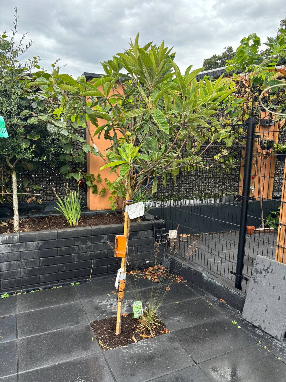 Te koop: nispero / mispel stekjes en/of bomen!, Overige soorten, Minder dan 100 cm, Zomer, Ophalen