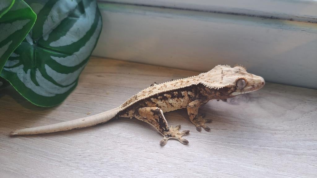 Wimpergekko extreme harlequin tricolor,man 11 gr, Dieren en Toebehoren, Reptielen en Amfibieën, Hagedis, 0 tot 2 jaar