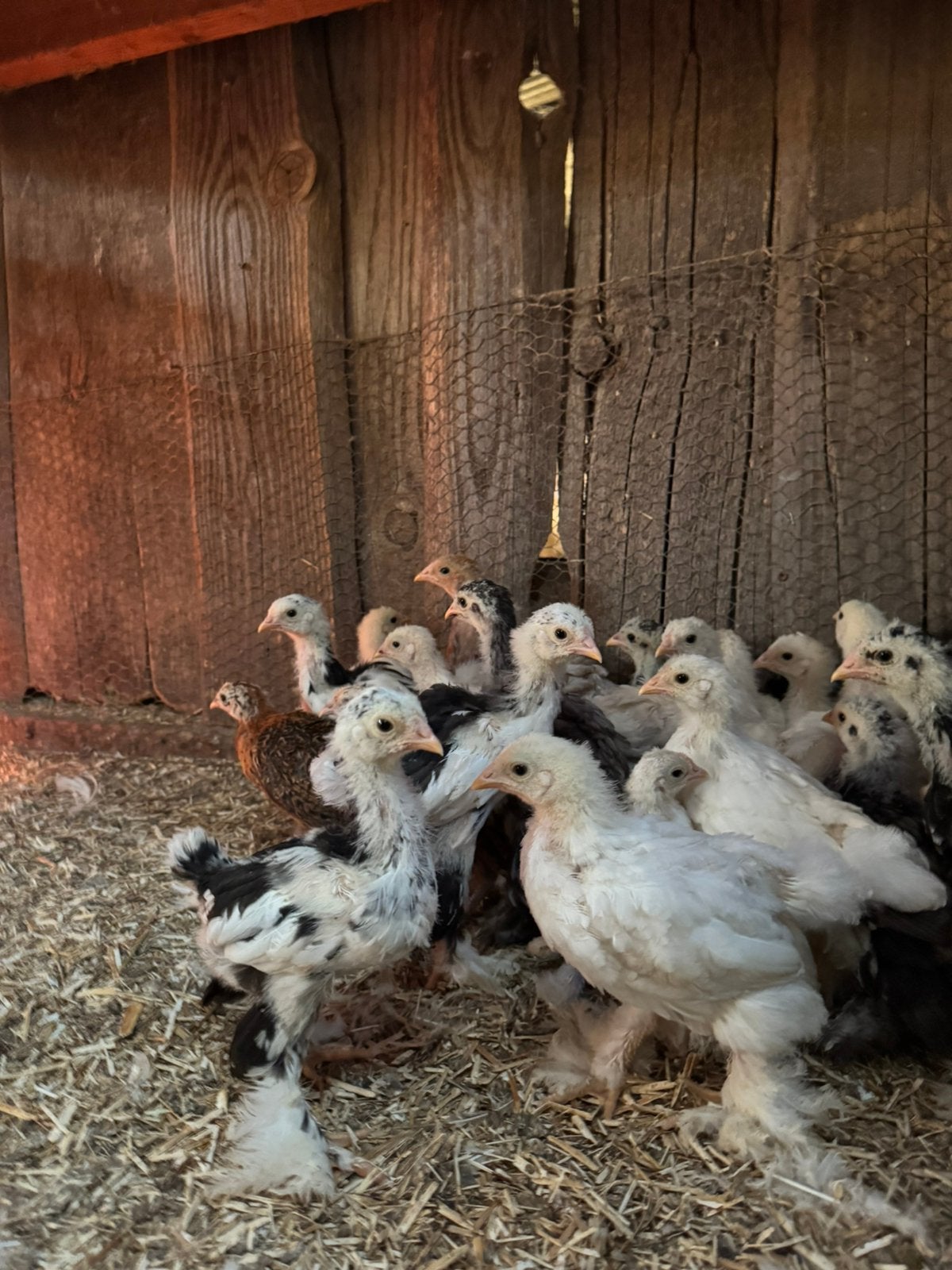 Brahma groot haantjes, Dieren en Toebehoren, Pluimvee, Mannelijk, Kip