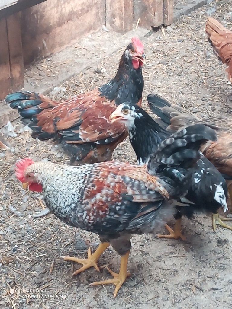 3 prachtige hanen, Dieren en Toebehoren, Mannelijk, Kip