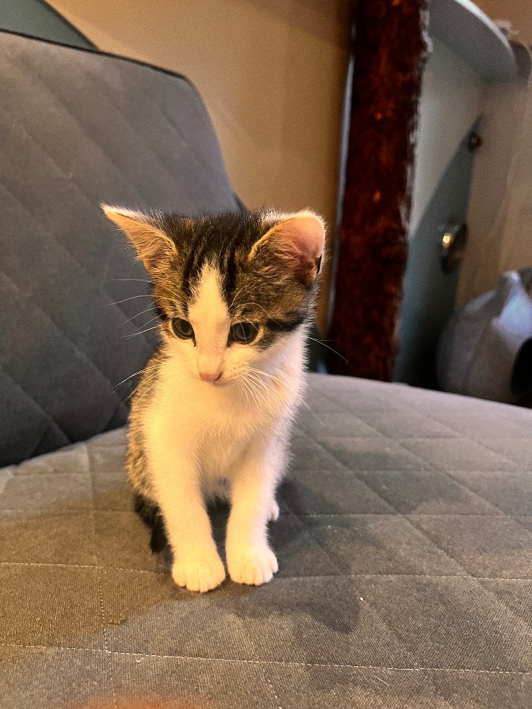 Kittens, Meerdere dieren, 0 tot 2 jaar