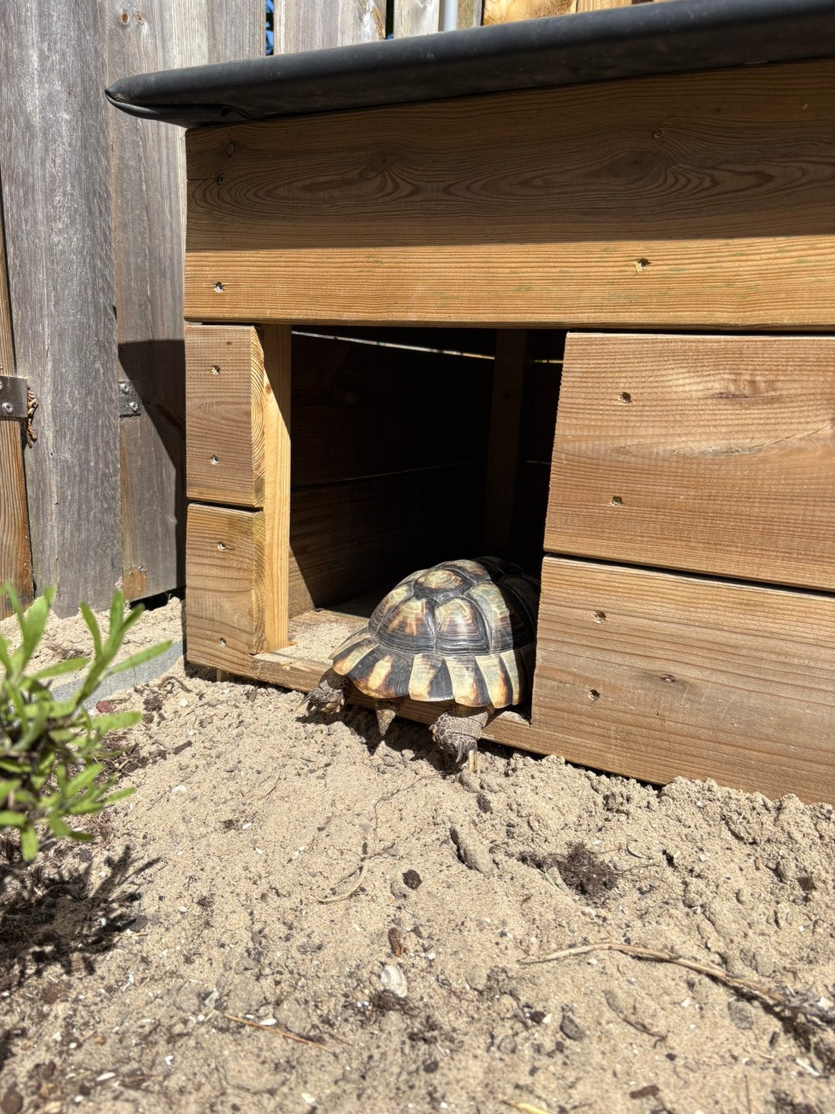 Testudo Marginata vrouw Tortoise photo 6