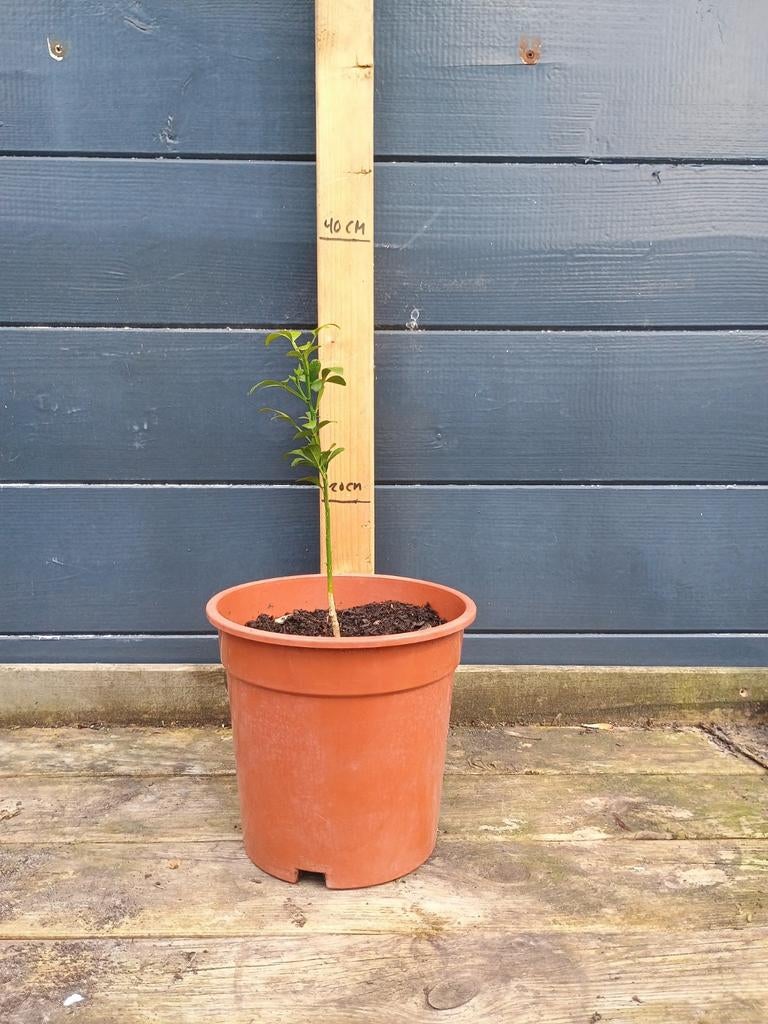 Wilde Citroen (Poncirus trifoliata) (winterhard), Minder dan 100 cm, Lente, Volle zon, In pot