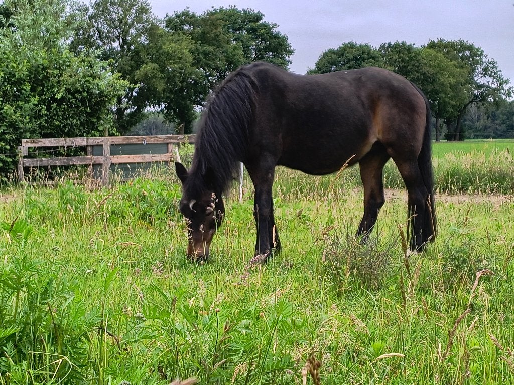 Gevraagd verzorgster ponys, Riel., Ophalen of Verzenden