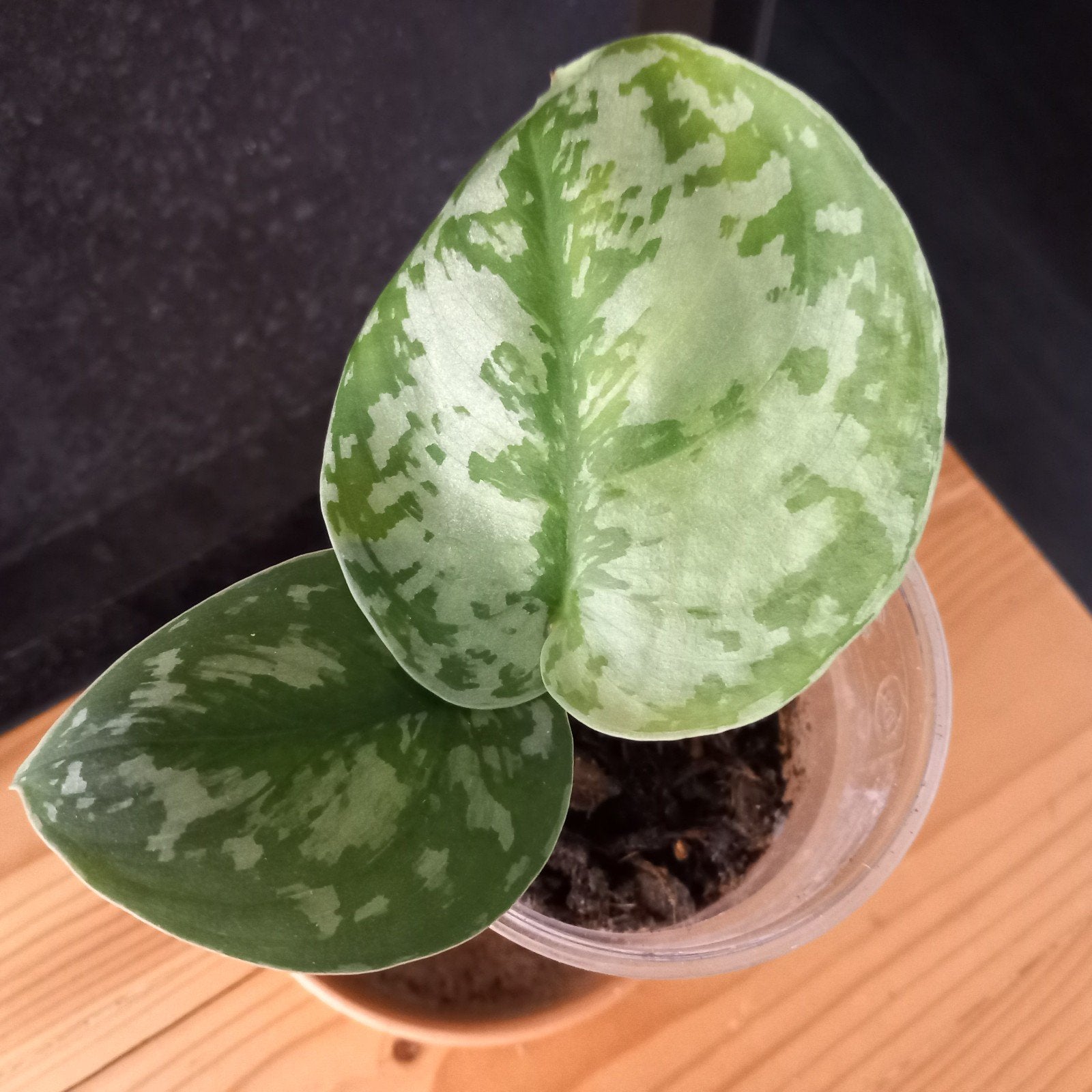 philodendron scindapsus exotica stek nr 79, Ophalen of Verzenden, Halfschaduw, Minder dan 100 cm