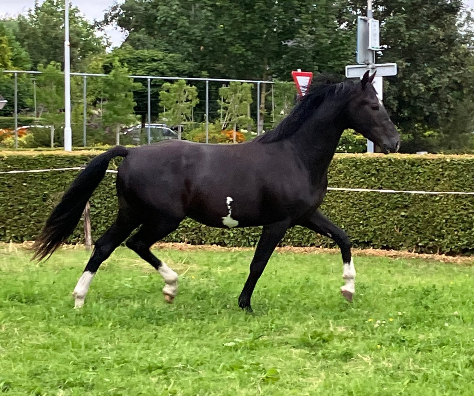 Gave 3 jarige ruin te koop aangeboden, Dieren en Toebehoren, Ruin, Dressuurpaard, 3 tot 6 jaar