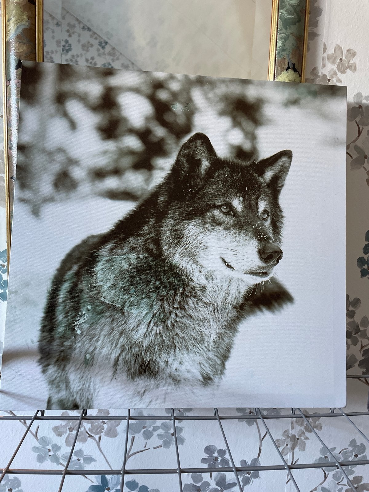 Zwart-Wit Wolf . Ijs beer Canvas Print, 50 – 75, Ophalen of Verzenden, 50 tot 75 cm, Print