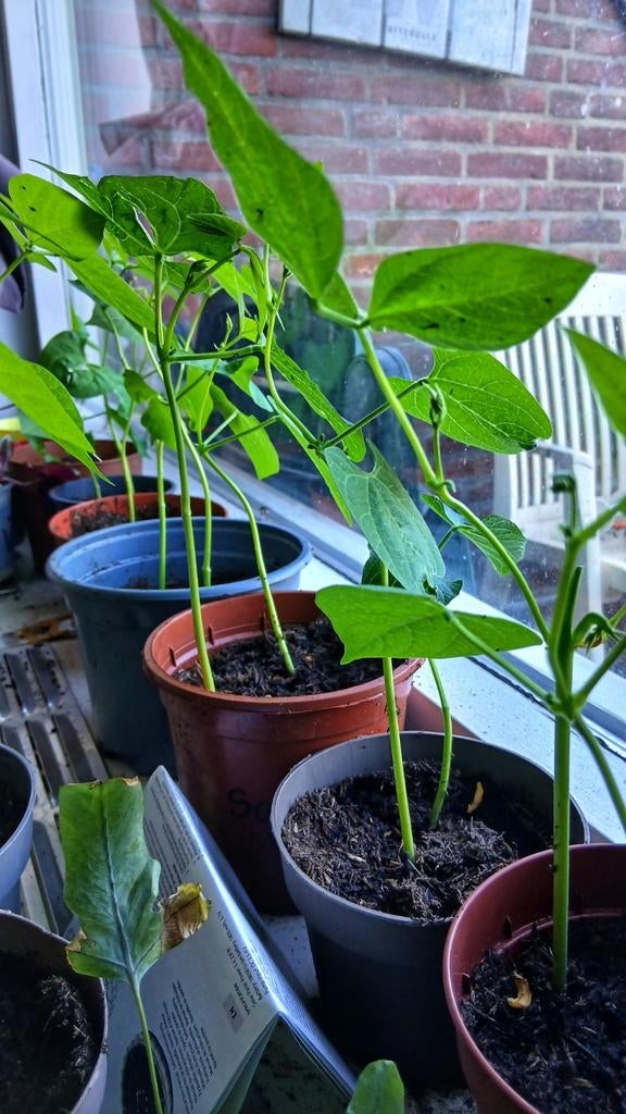 Sperziebonen planten te koop, Ophalen, Eenjarig, Groenteplanten, Volle zon