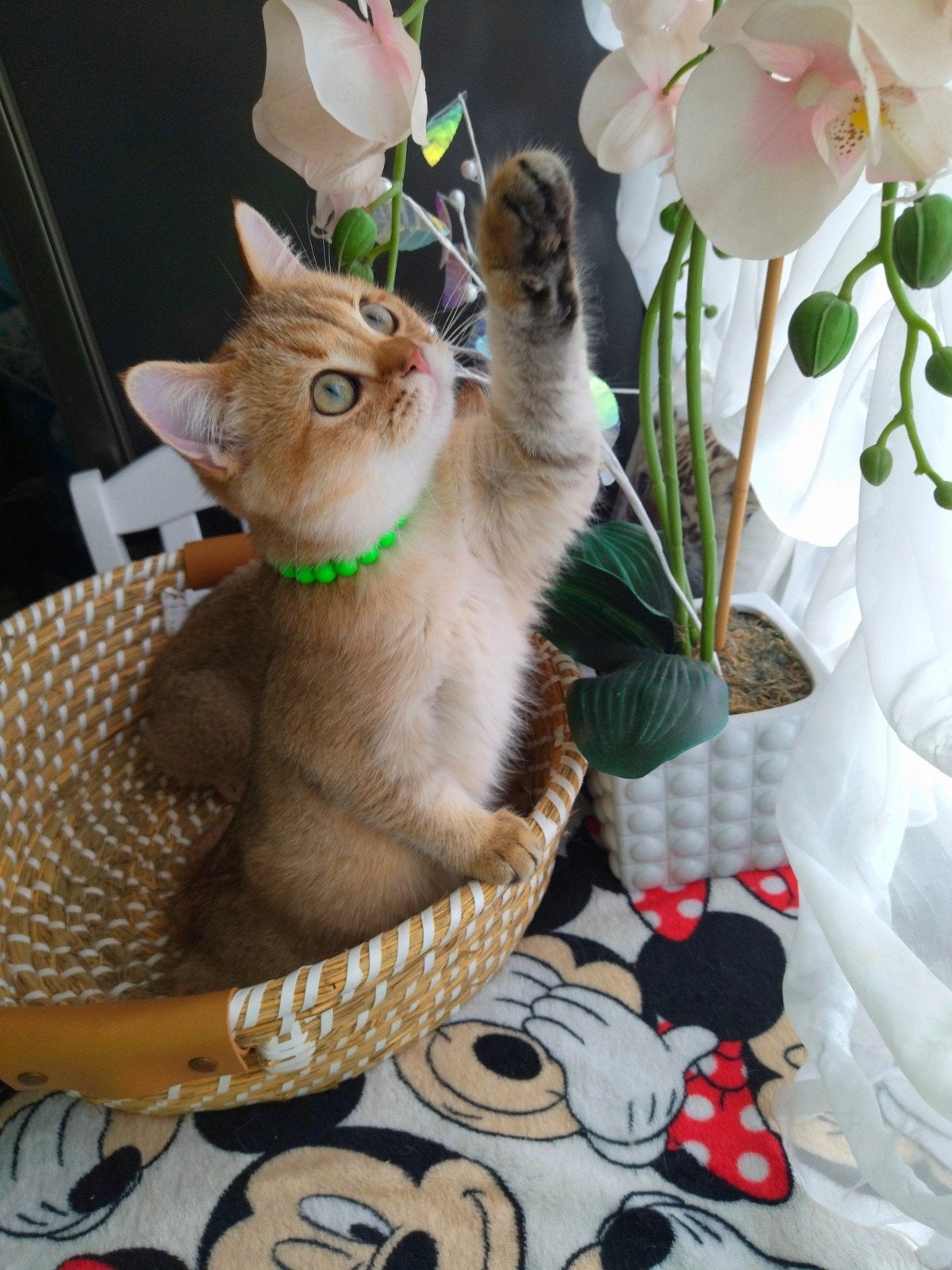 Prachtige Britse golden shaded kittens, Dieren en Toebehoren, Meerdere dieren, Gechipt