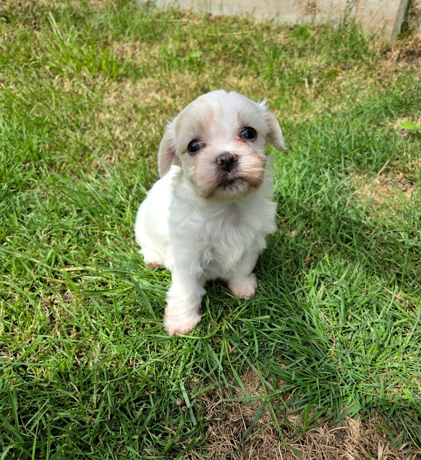 Boomer pups reutjes, Dieren en Toebehoren, Honden | Chihuahua's en Gezelschapshonden, Overige rassen, 8 tot 15 weken, Parvo, Meerdere