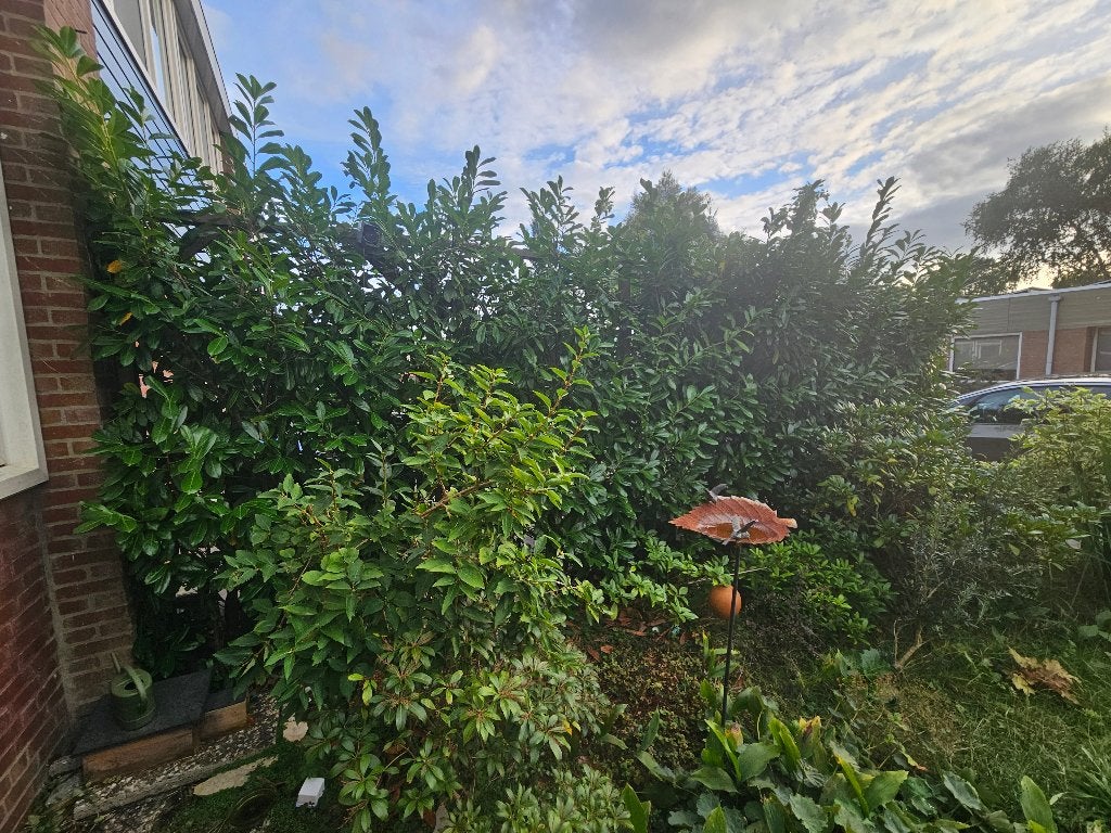 Haag van Laurierkers (7 meter) Gratis, Tuin en Terras, Ophalen, Laurier, Haag, 100 tot 250 cm