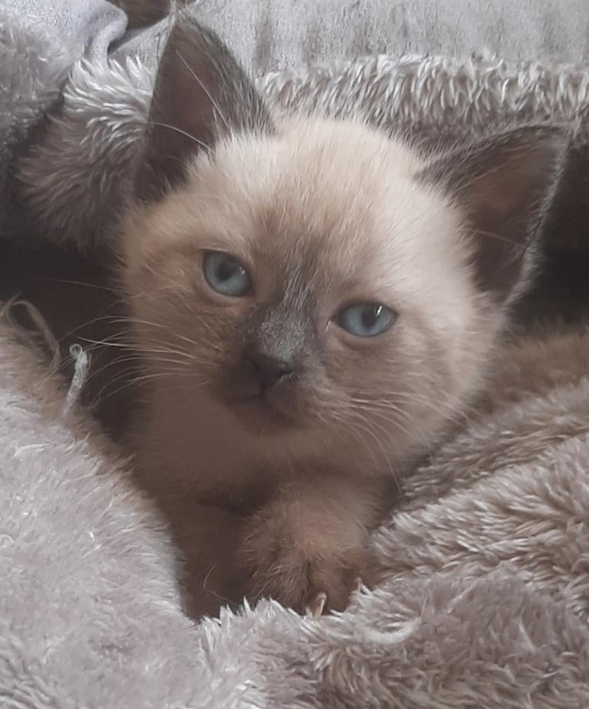 Thai sealpoint siamezen kittens, Meerdere dieren