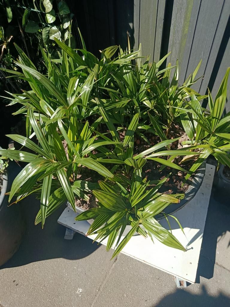 Jonge winterharde Trachycarpus Fortunei palmbomen, Overige soorten, Volle zon, Vaste plant, Ophalen of Verzenden