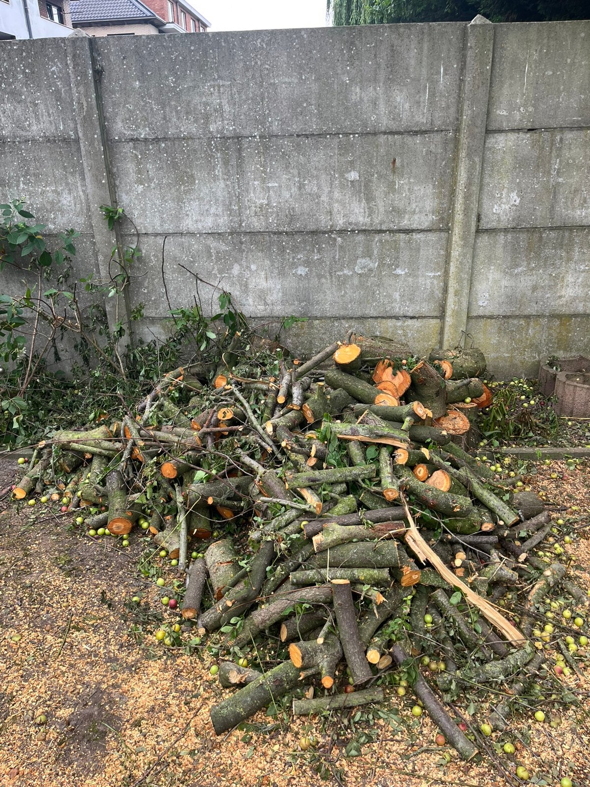 Mirabellenboom hardhout, Tuin en Terras, Haardhout, 6 m³ of meer, Ophalen, Overige houtsoorten, Blokken