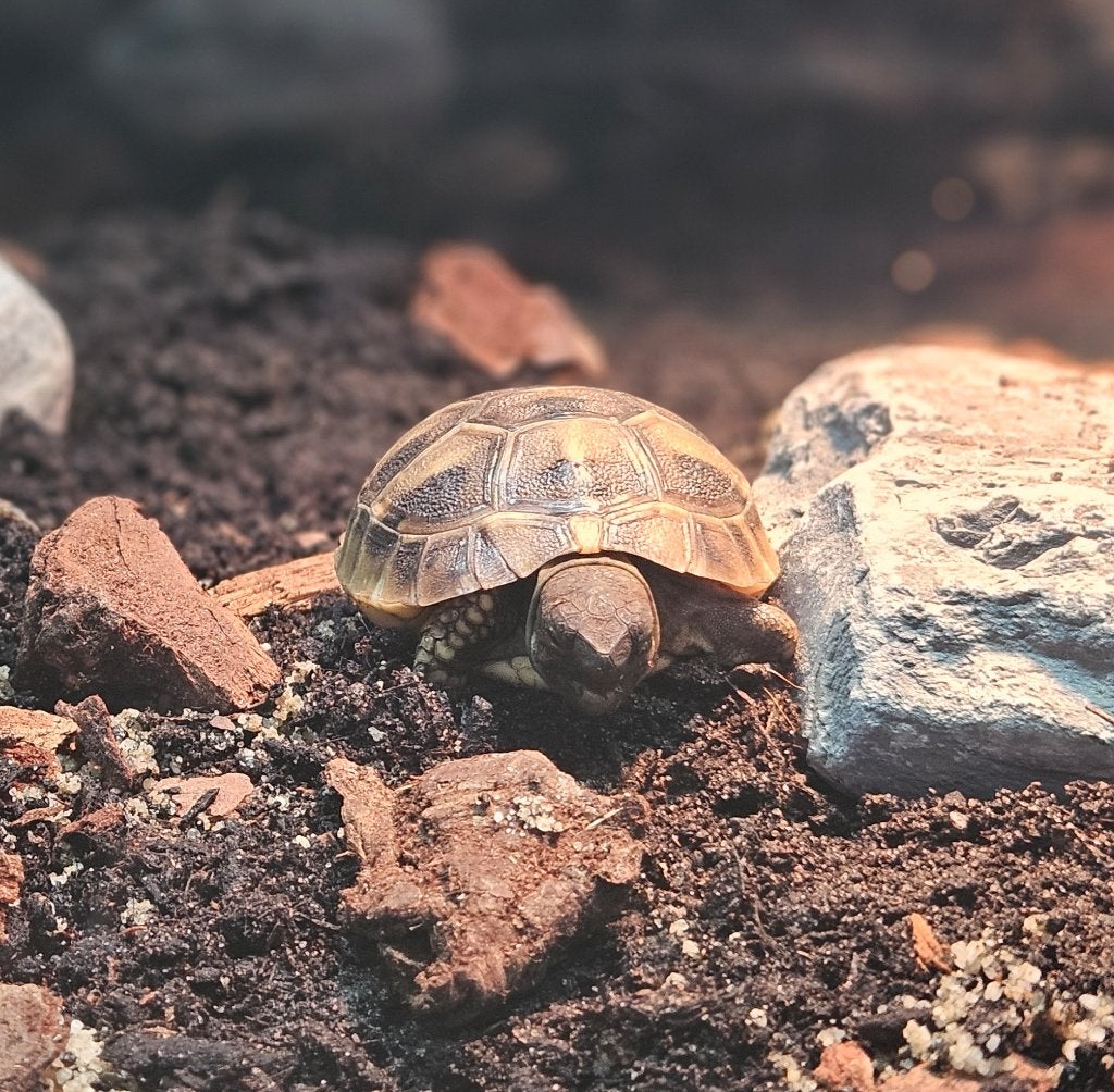 Griekse landschildpadjes met compleet terrarium, Dieren en Toebehoren, Schildpad, Met terrarium, 0 tot 2 jaar