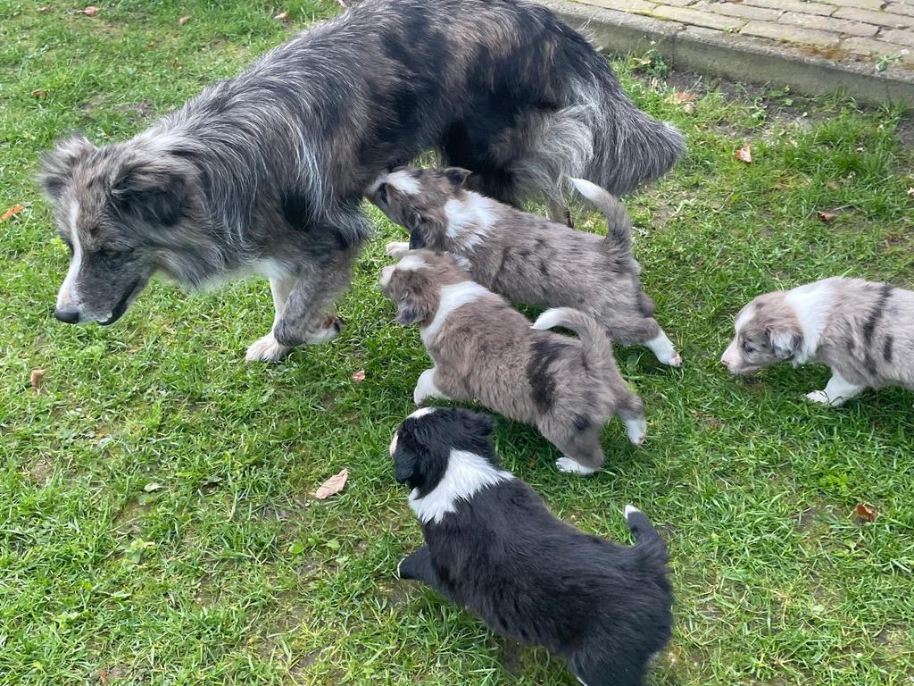 Border collie pups MOGEN NEST VERLATEN, Parvo, 8 tot 15 weken, Meerdere, Meerdere dieren