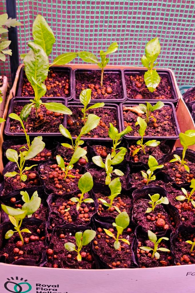 Madam Jeanette, Antroewa en Boulanger/Aubergine planten., Tuin en Terras, Volle zon, Groenteplanten, Eenjarig, Ophalen of Verzenden