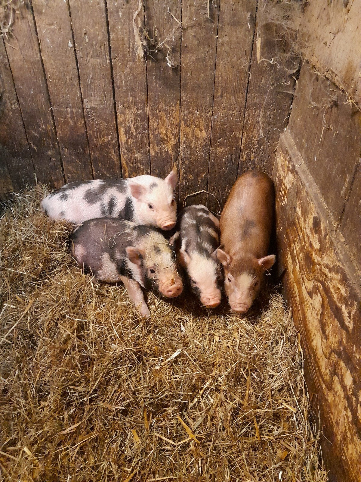 mini gottinger bigjes, Dieren en Toebehoren, Meerdere dieren