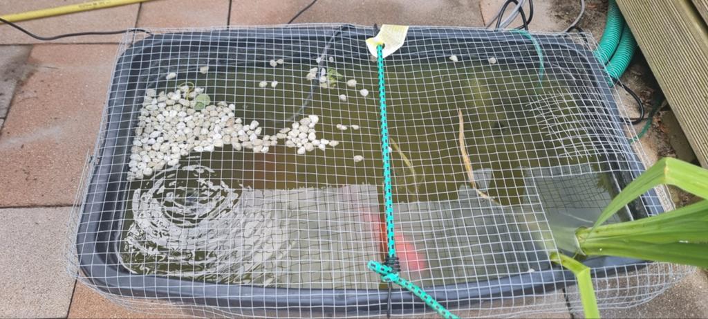 Gratis af te halen 2 grotere goudvissen in quarantaine., Goudvis(sen)