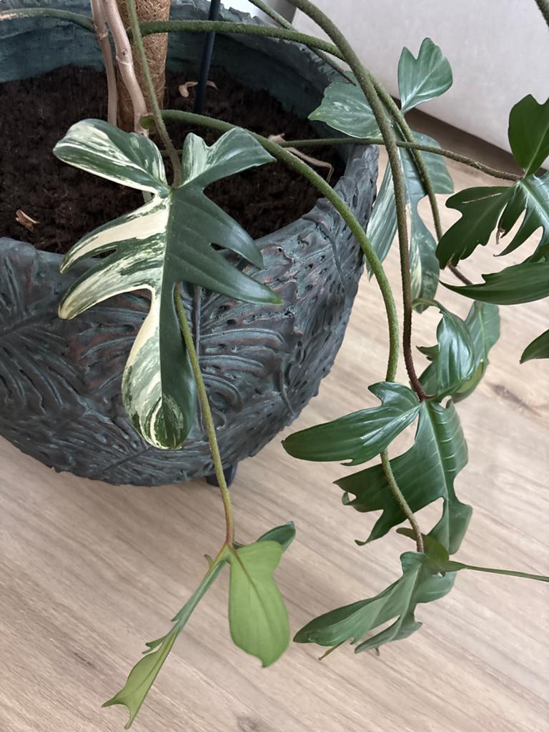 Philodendron Florida Beauty met pot, Ophalen, 100 tot 150 cm, Overige soorten, Halfschaduw