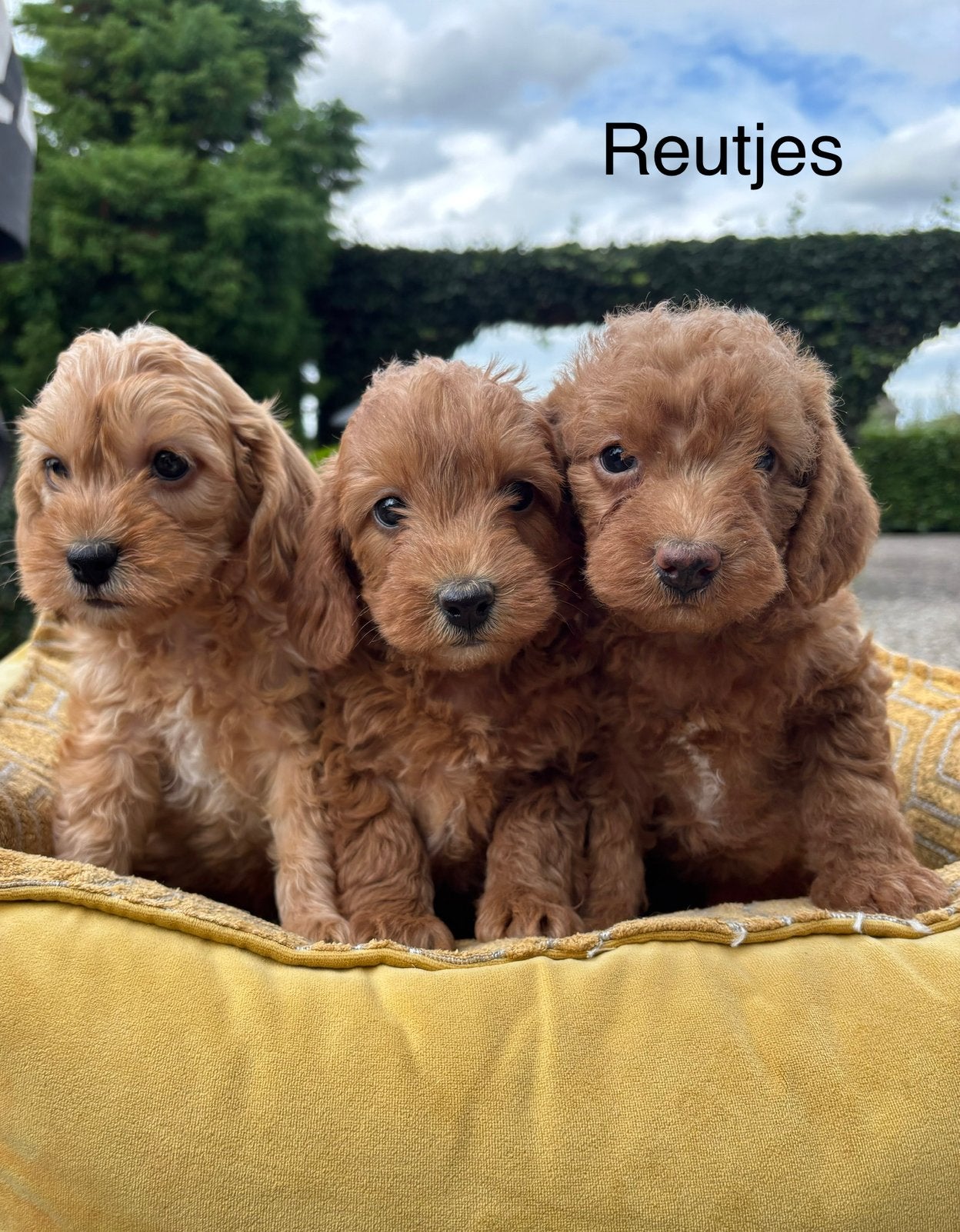 Labradoodle pups kleine medium, Nederland, Overige rassen, 8 tot 15 weken, Meerdere