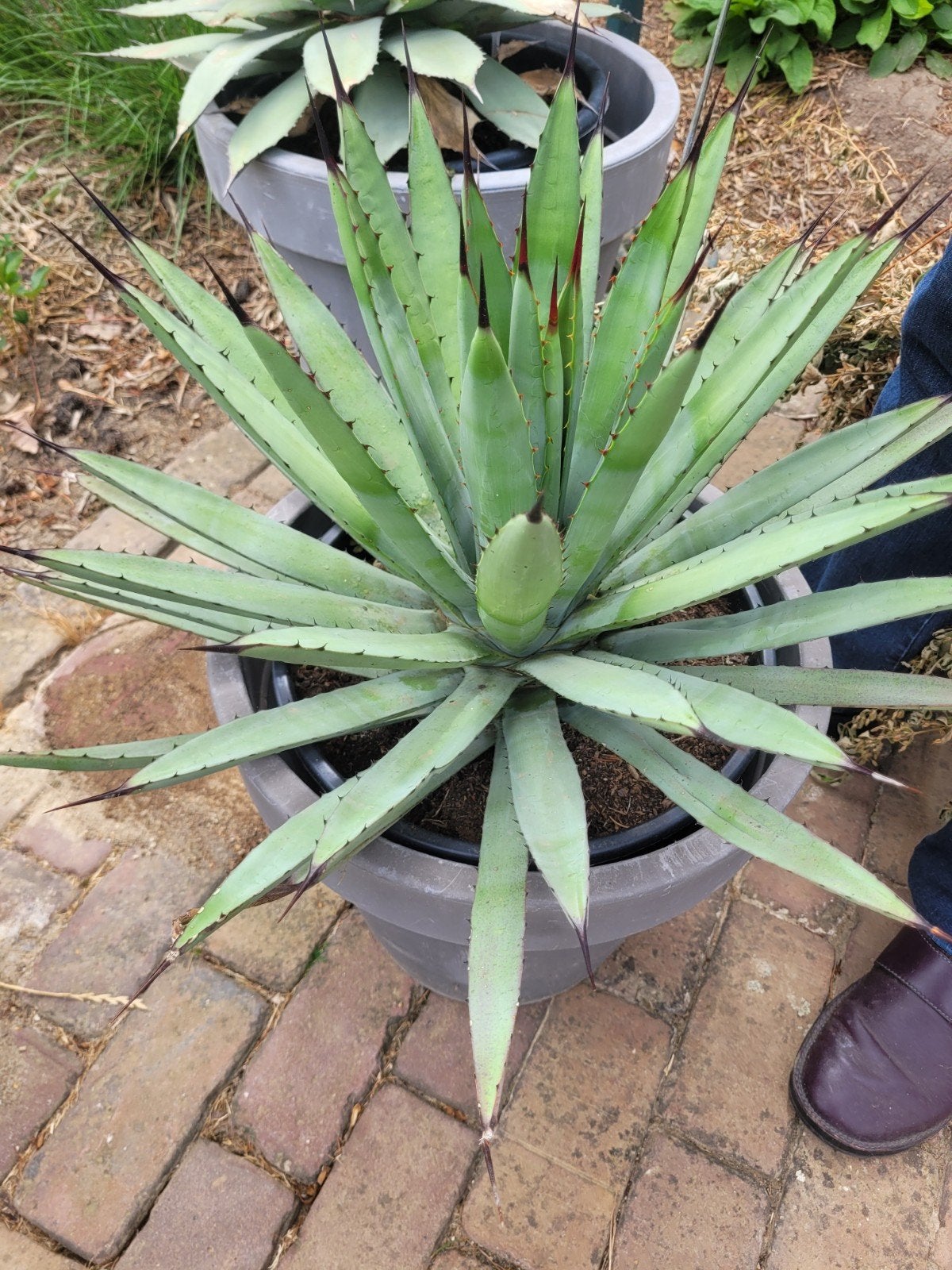 Agave Macroacanta, Tuin en Terras, Planten | Tuinplanten, Ophalen