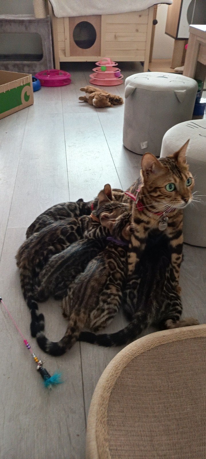 Bengaalse kittens met stamboom beschikbaar, Kater, Met stamboom
