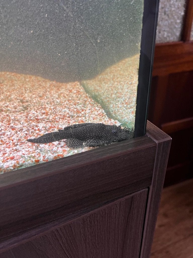 L181 pleco man, Overige typen, Zoetwatervis