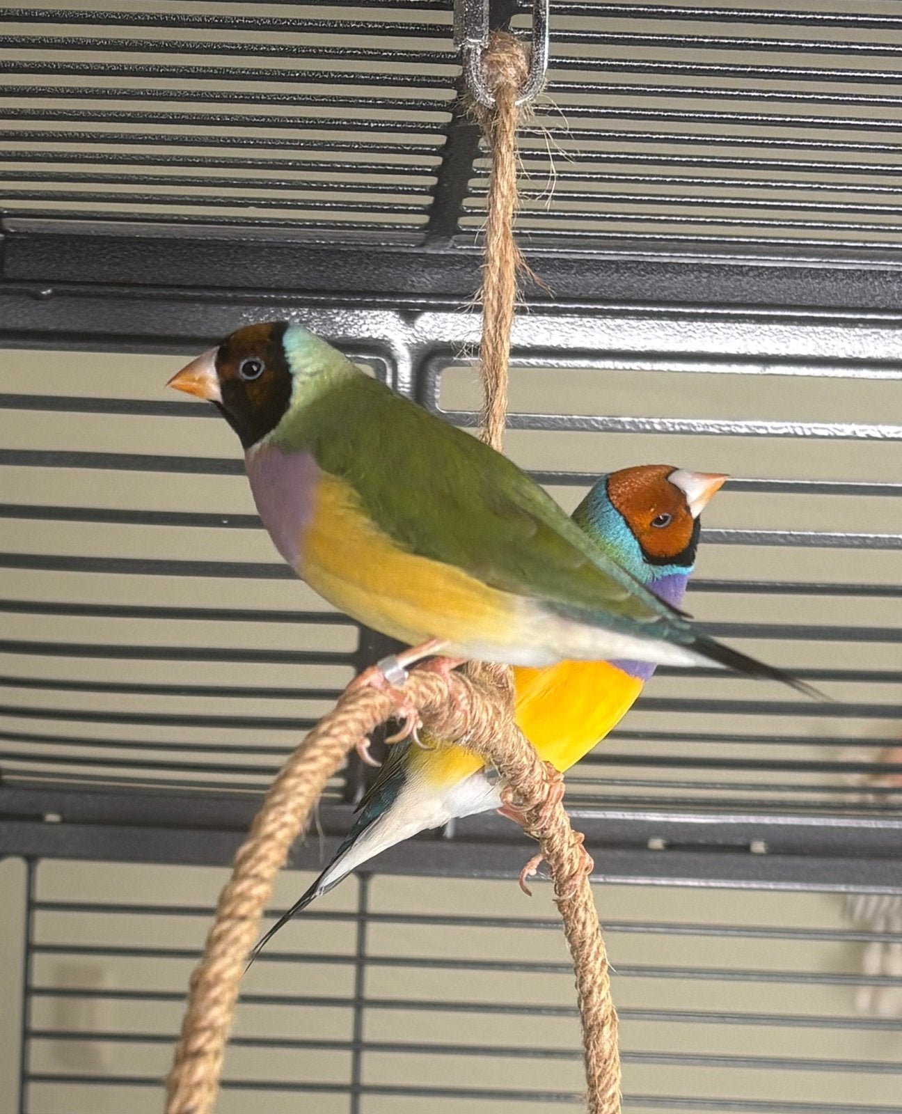 Koppeltje gouldamadine, Dieren en Toebehoren, Vogels | Overige Vogels, Meerdere dieren
