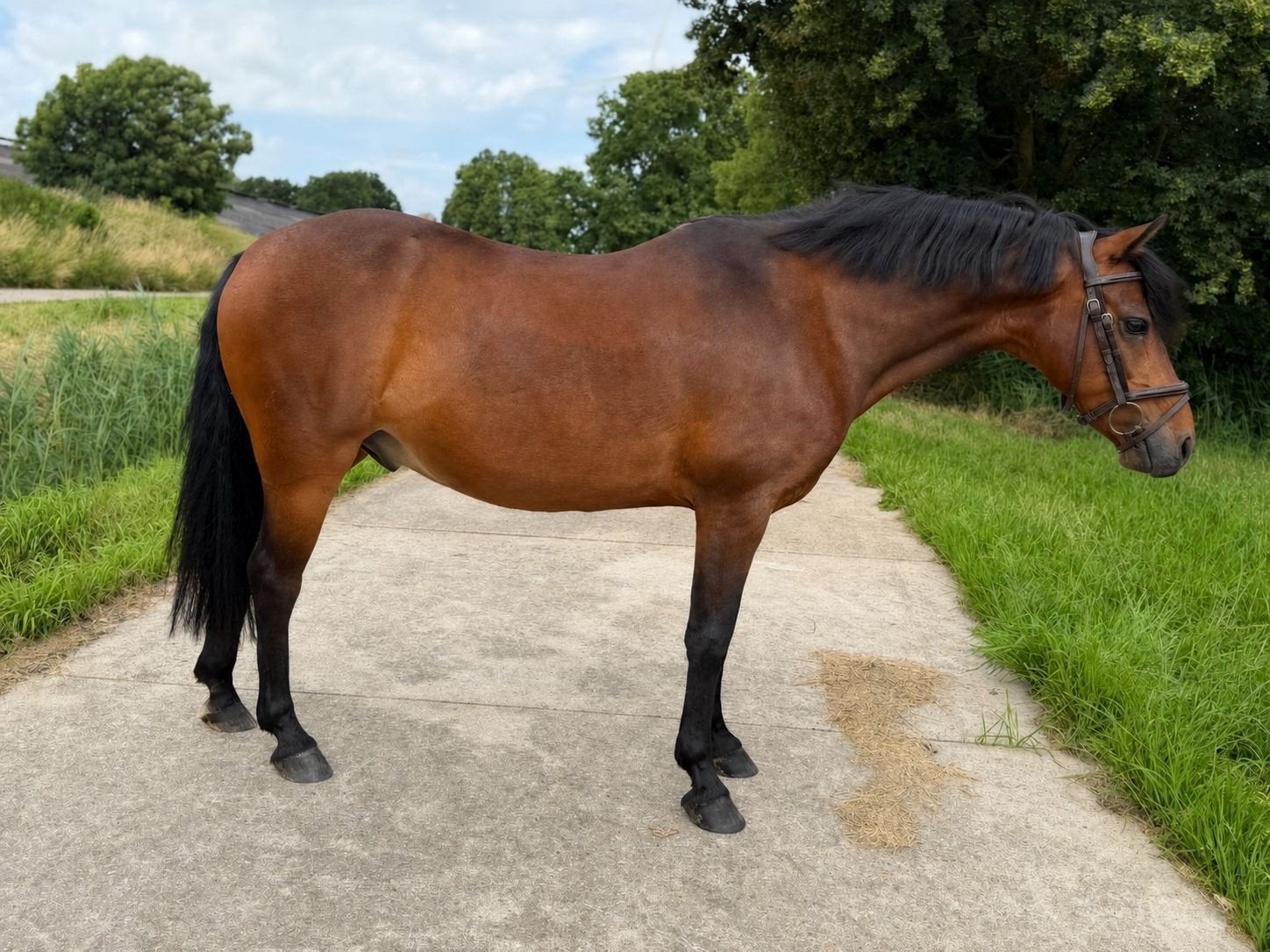 Prachtige connemara D pony, Dieren en Toebehoren, Pony's, Ruin, B, D pony (1.37m tot 1.48m), Recreatiepony, 11 jaar of ouder, Met stamboom
