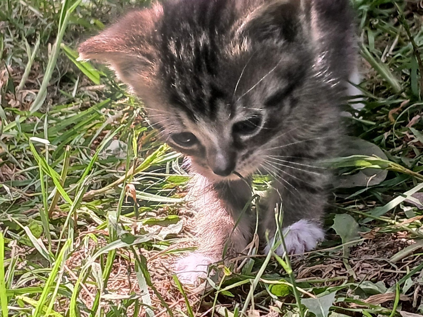 Superlieve boerderijkitten, Poes, Kortharig, 0 tot 2 jaar