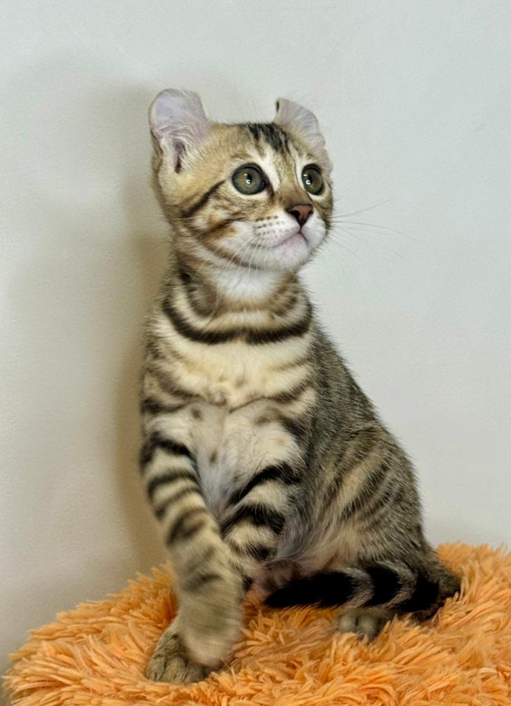 Fantastische american curl kittens | lief | gezond, Meerdere dieren, Kortharig, 0 tot 2 jaar