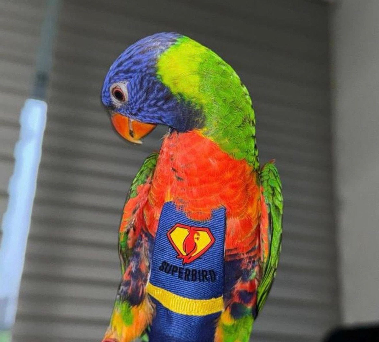 Super tamme lori van de blauwe bergen 2026, Dieren en Toebehoren, Vogels | Parkieten en Papegaaien, Geslacht onbekend, Papegaai