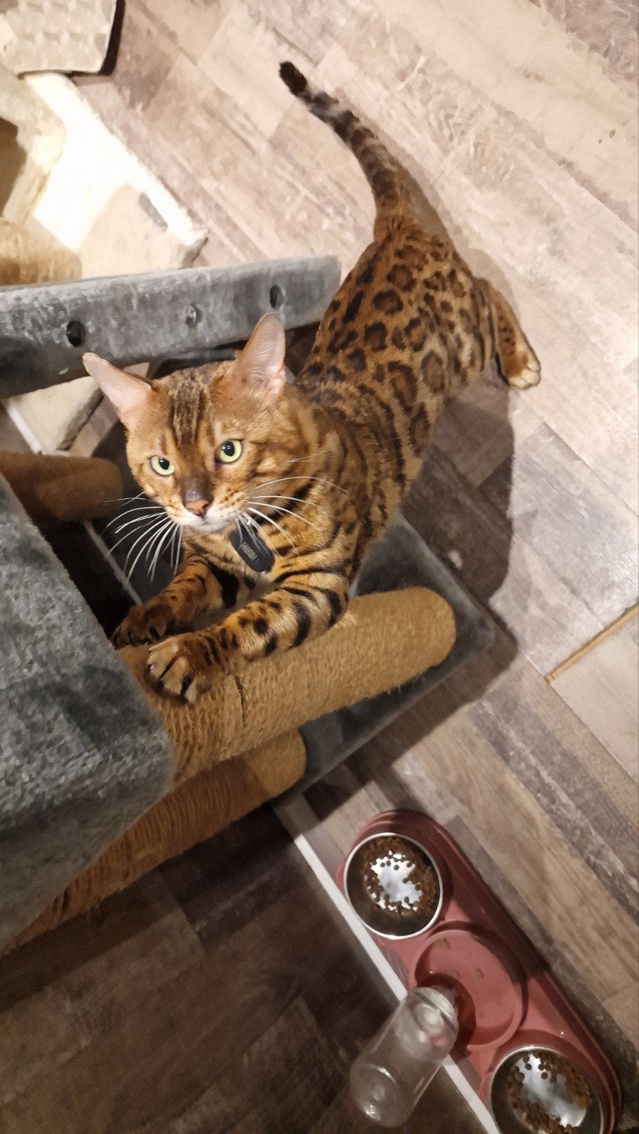 Bengaal dekkater beschikbaar, Dieren en Toebehoren, Katten en Kittens | Dekkaters