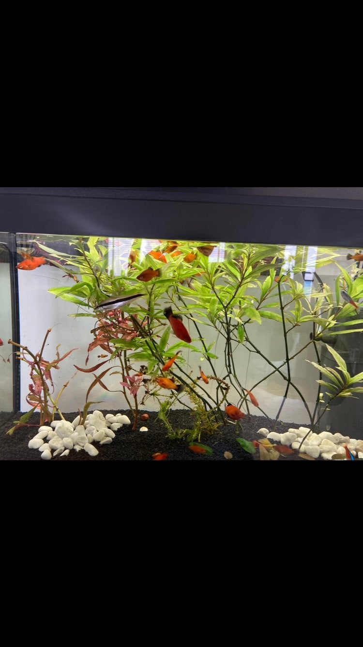 Aquarium bijna nieuw, Dieren en Toebehoren, Vissen | Aquaria en Toebehoren, Ophalen, Zo goed als nieuw, Leeg aquarium