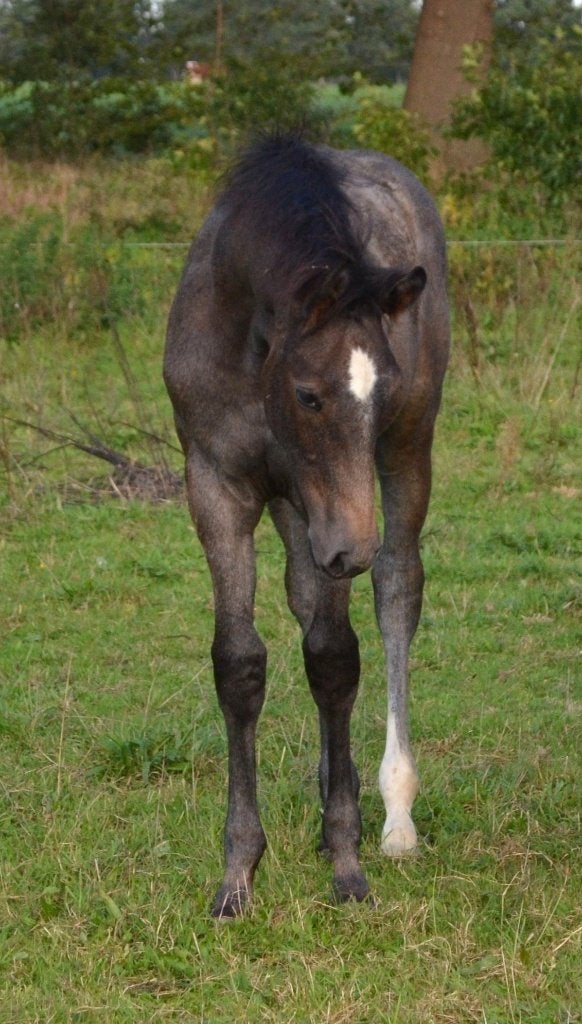Veelbelovend springgefokt hengstveulen -verkocht-, Met stamboom, Springpaard, Minder dan 160 cm, Niet van toepassing