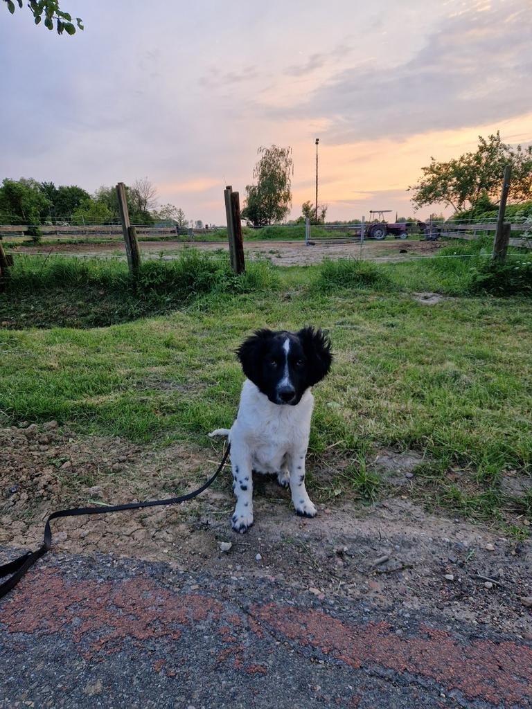 Mooie lieve Friese Stabij hond. Teefje, 15 weken tot 1 jaar, Teef, Eén hond, Nederland