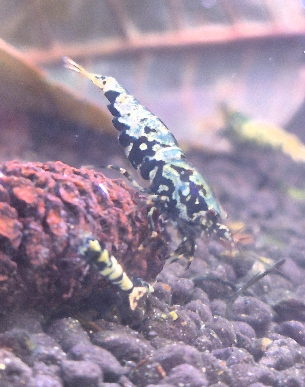 Galaxy boa, Dieren en Toebehoren