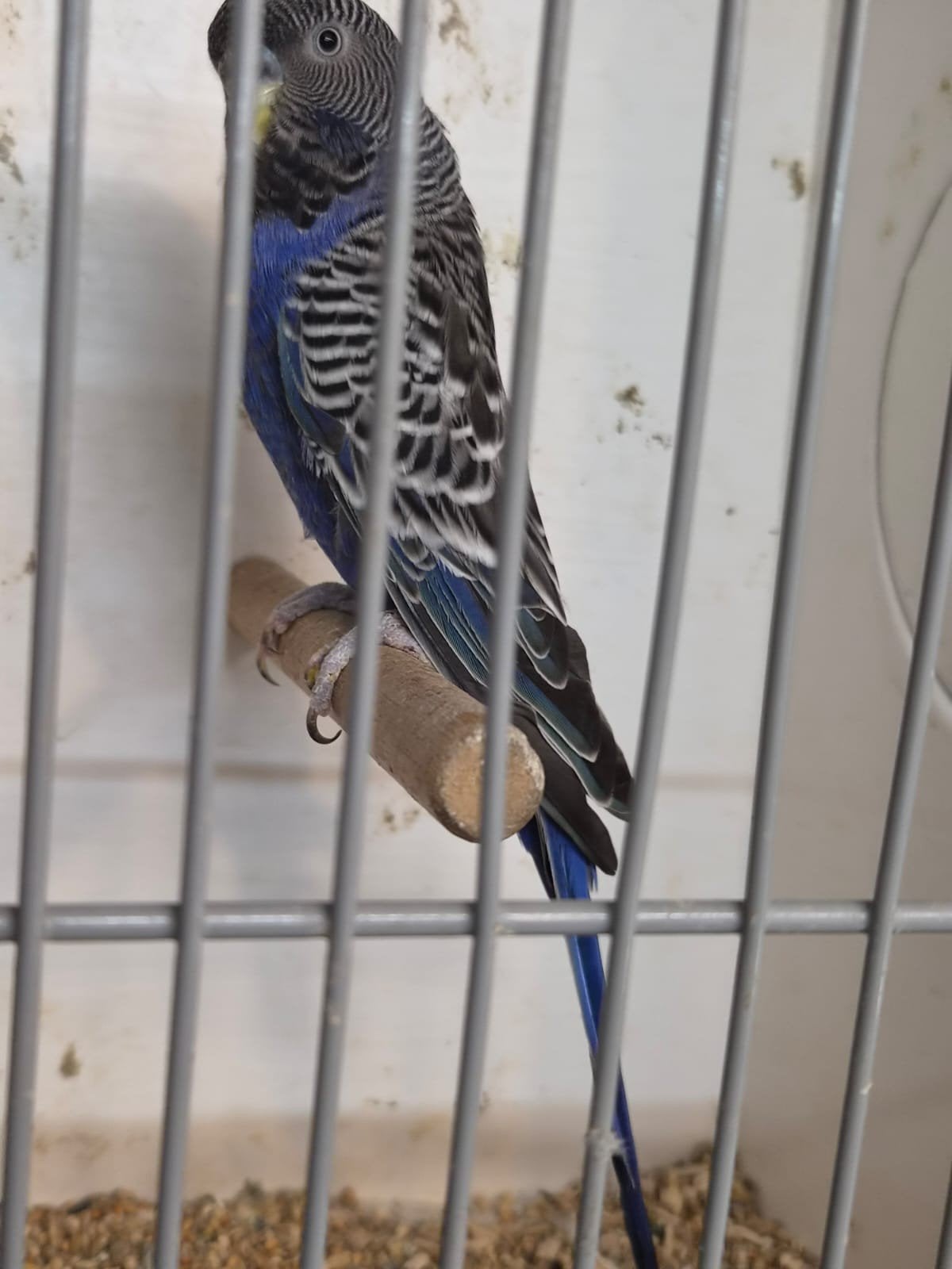 Violet blackface split  bw/df x melanistic blackface spli df, Meerdere dieren, Parkiet, Geringd