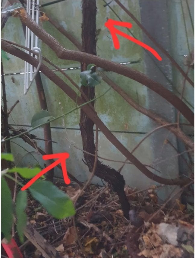 Wijnrank Takken te koop. Ongeveer 5 cm diameter of dik, Ophalen, Vaste plant, Overige soorten, Volle zon