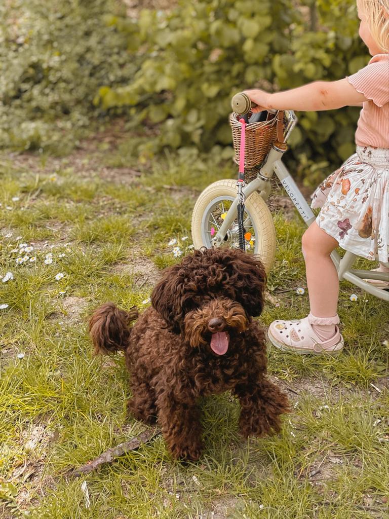 Lieve chocoladebruine Toypoedel, Dieren en Toebehoren, Poedel, Parvo, 15 weken tot 1 jaar, Teef