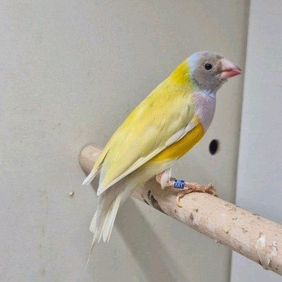 Gouldamadine geel pastel, Dieren en Toebehoren, Vrouwelijk, Tropenvogel, Geringd