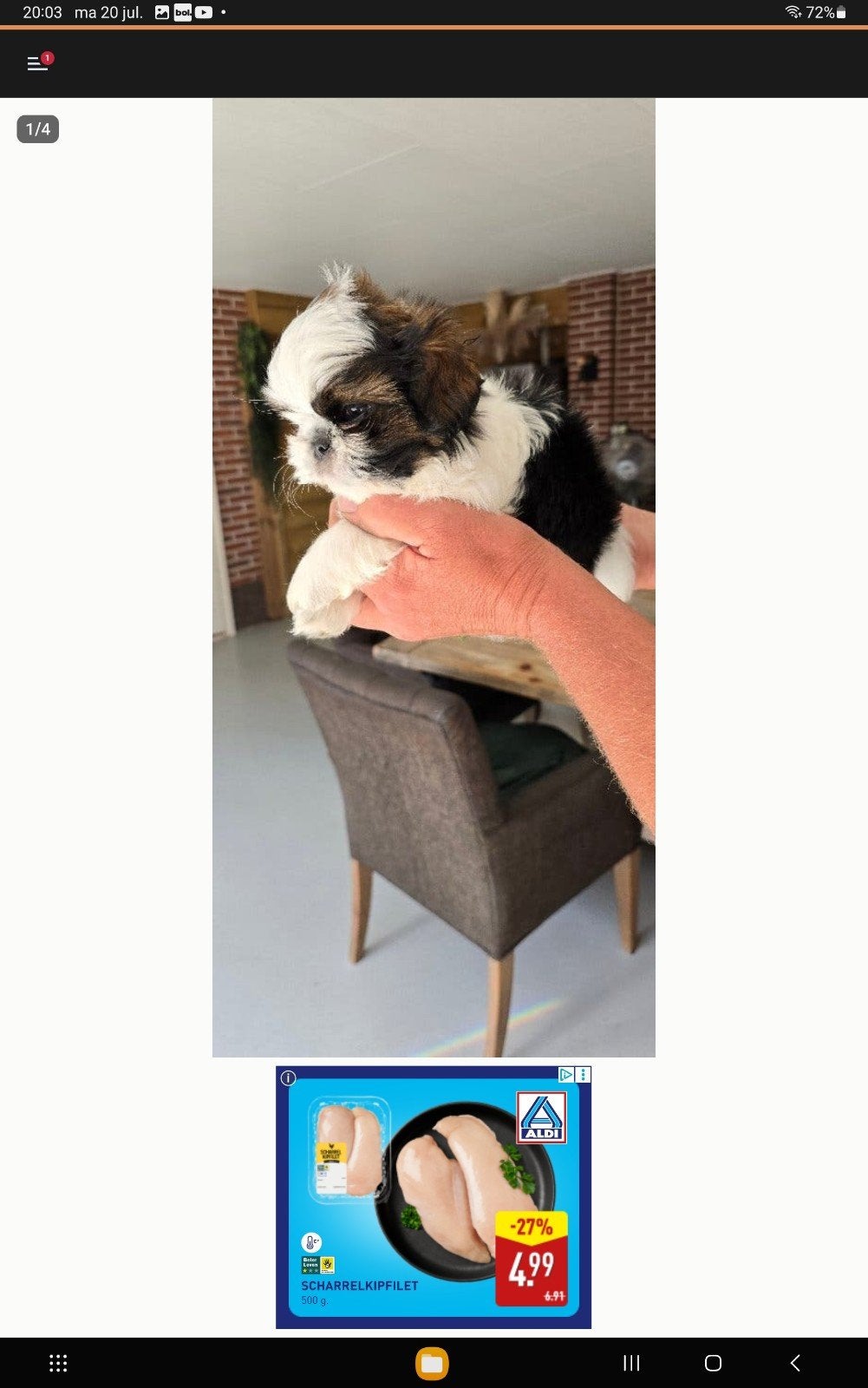 Mooie shih tzu pup, Reu, 8 tot 15 weken, Eén hond, Klein