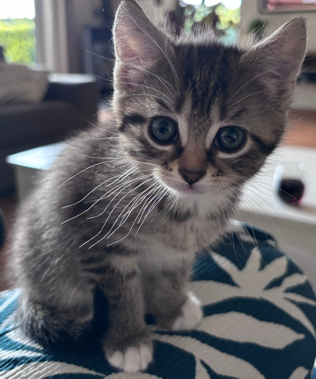 Twee lieve aanhankelijke kittens (poesjes), Dieren en Toebehoren, 0 tot 2 jaar