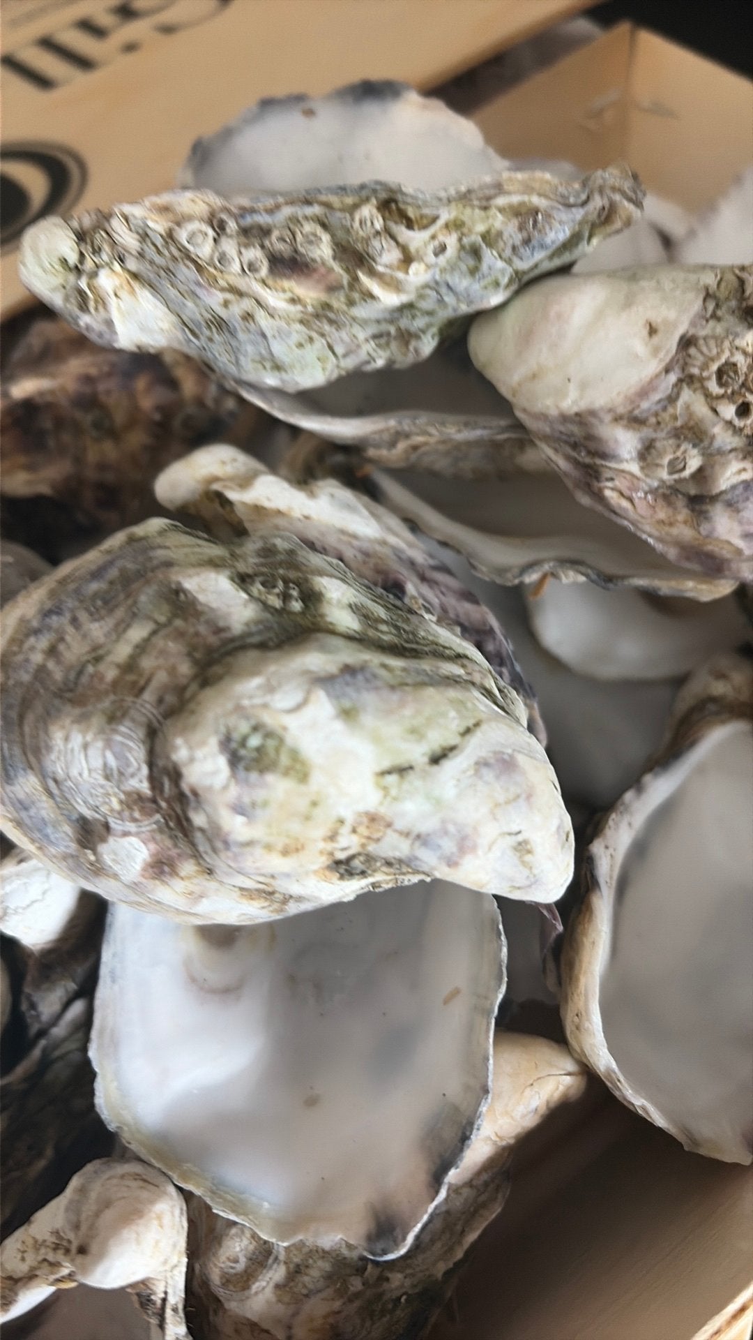Oesterschelpen, Ophalen of Verzenden, Vis